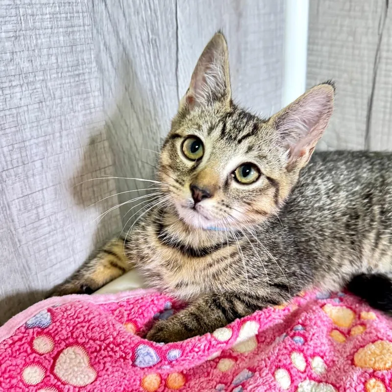 A baby small-sized male Brown / Chocolate Domestic Short Hair cat named Taco for adoption in Franklin, NC