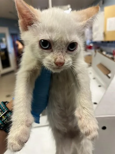 A baby small-sized female Domestic Short Hair cat named Sidney for adoption in Riverside, CA