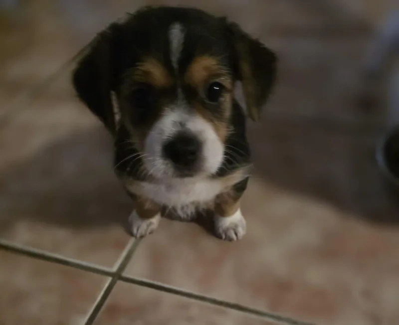 Mia