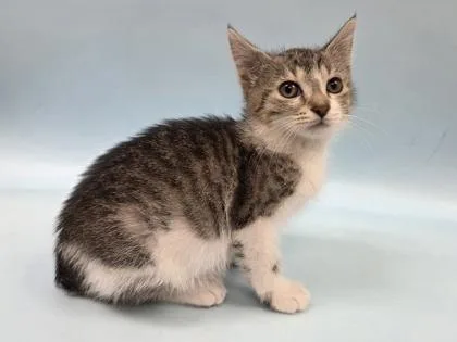 A baby small-sized female Domestic Short Hair cat named Pip for adoption in Woodbury, MN