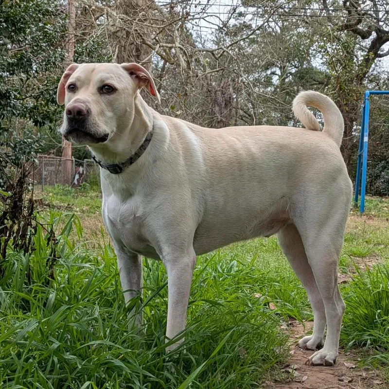 An adult large-sized male Yellow / Tan / Blond / Fawn Mixed Breed dog named Casper for adoption in Lake Jackson, TX