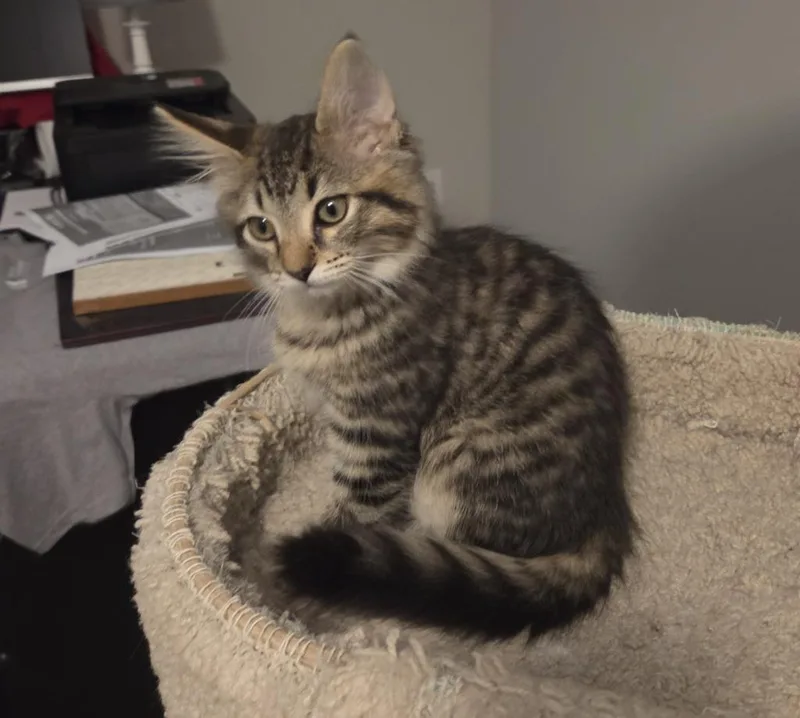 A baby medium-sized female Domestic Medium Hair cat named Gillie for adoption in Youngsville, NC