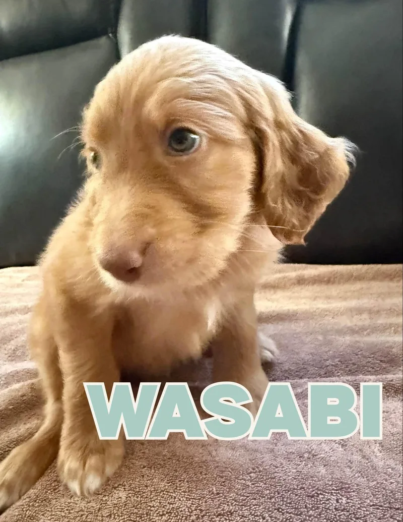 A baby medium-sized male Golden Aussiedoodle dog named Wasabi for adoption in Shalimar, FL