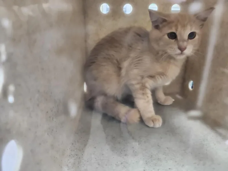 A baby small-sized male Domestic Short Hair cat named Theo for adoption in Santa Fe, NM