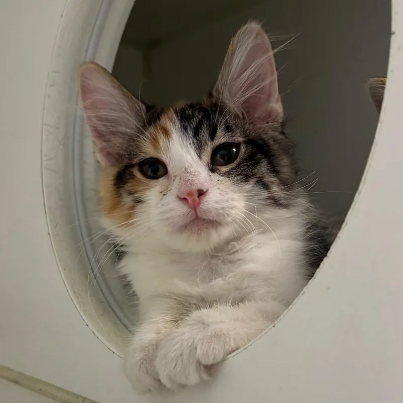 A baby small-sized female Calico Domestic Short Hair cat named Cucumber for adoption in Naperville, IL