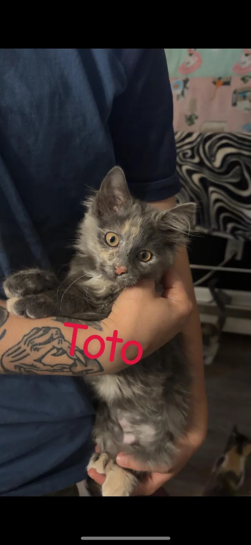 Toto