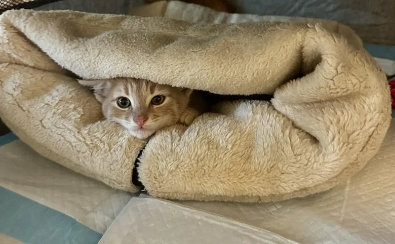 A baby medium-sized male Domestic Short Hair cat named Jalapeno for adoption in Vienna , VA
