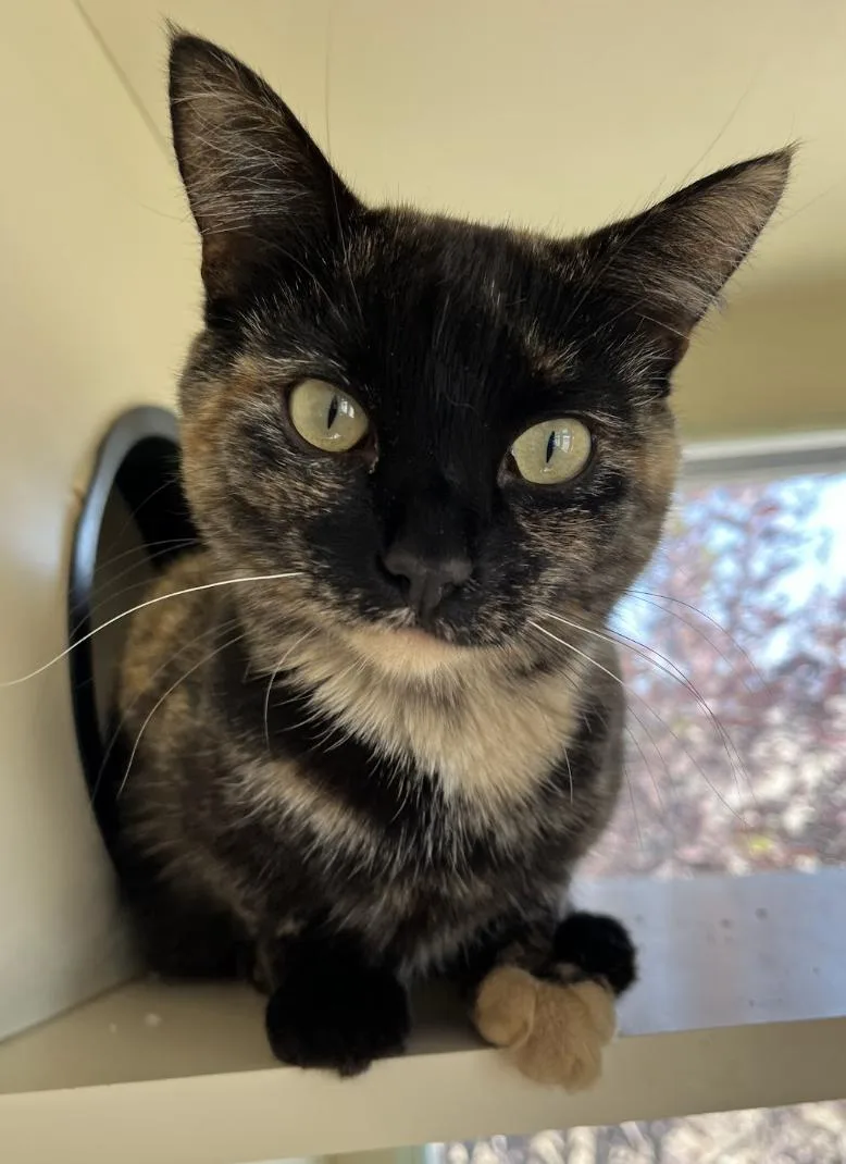 A young medium-sized female Tortoiseshell Domestic Short Hair cat named Shelley for adoption in Buena Vista, CO