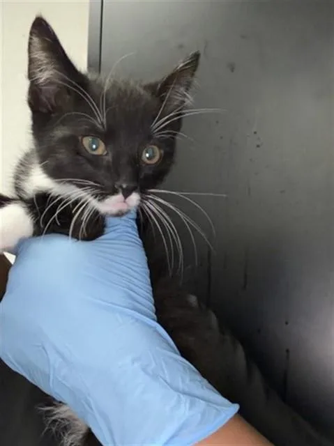 A baby small-sized female Domestic Short Hair cat named Jasper for adoption in San Bernardino, CA
