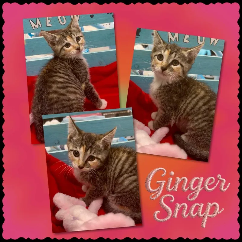 Ginger Snap