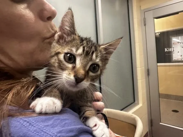 A baby small-sized male Domestic Short Hair cat named Key Lime for adoption in Stratham, NH
