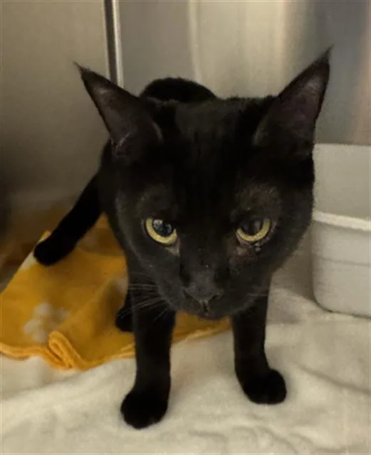 A young medium-sized female Domestic Short Hair cat named Gothic Muffin for adoption in West Valley City, UT
