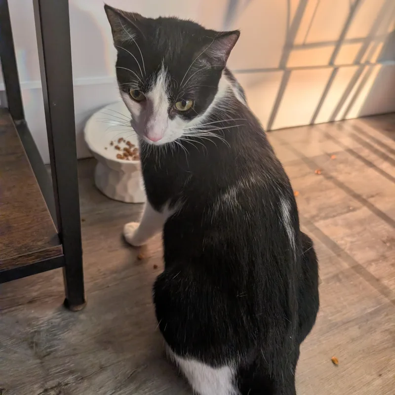 A young medium-sized female Black & White / Tuxedo Tuxedo cat named Rachel for adoption in Bonaire, GA