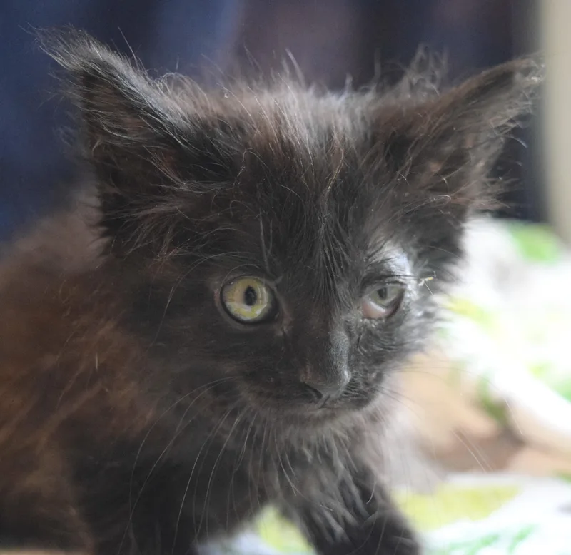 A baby medium-sized female Black Domestic Medium Hair cat named Vienna for adoption in Bulverde, TX