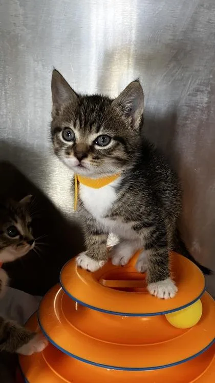A baby small-sized male Domestic Short Hair cat named Egg for adoption in West Chester, PA