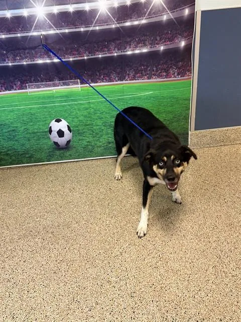 An adult medium-sized male Siberian Husky dog named Spyro for adoption in Miami, FL
