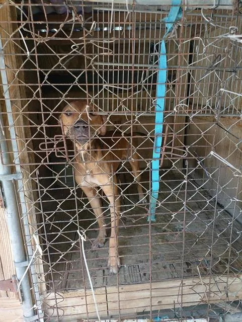A young large-sized male Plott Hound dog named Boss for adoption in Fort Lauderdale, FL