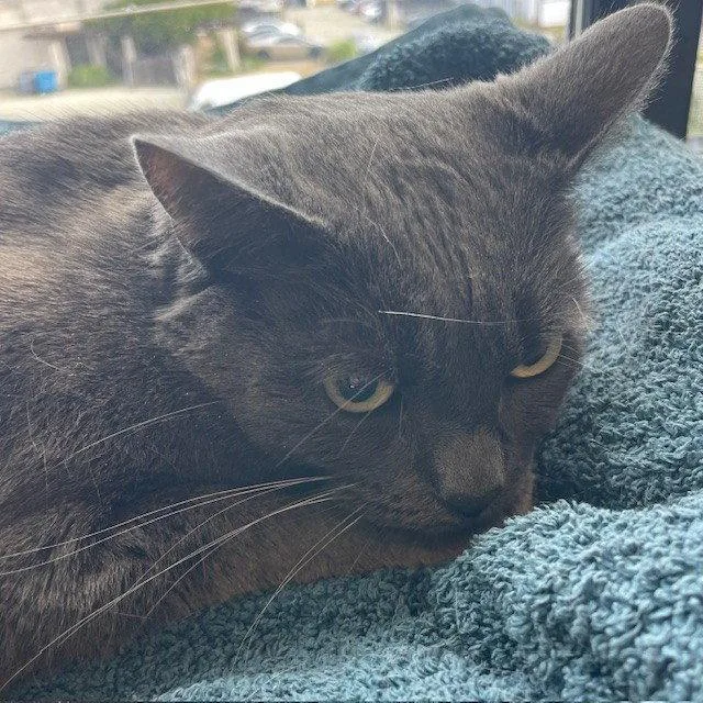 An adult medium-sized female Gray / Blue / Silver Domestic Short Hair cat named Primrose for adoption in Burlingame, CA