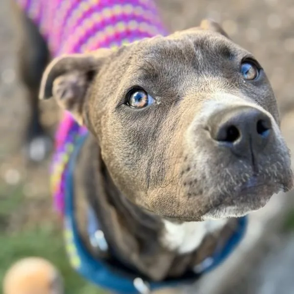 An adult medium-sized female Gray / Blue / Silver American Staffordshire Terrier dog named Star for adoption in Turlock, CA