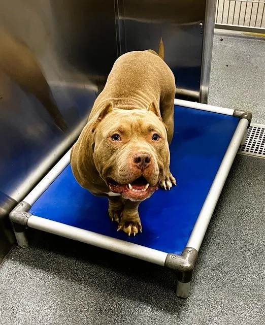 A young large-sized male Mixed Breed dog named Canelo for adoption in Dallas, TX