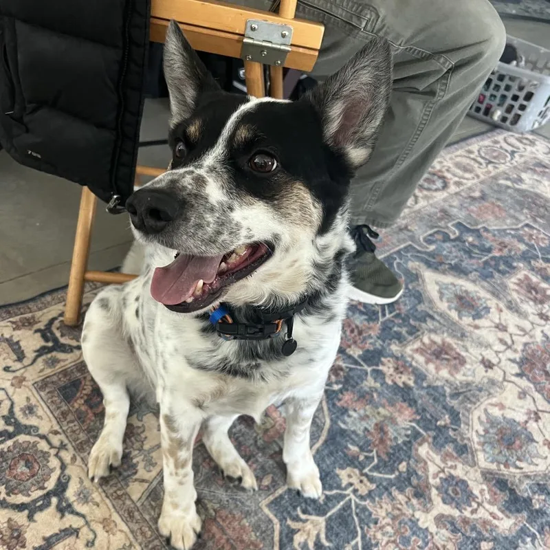 An adult medium-sized male Black Australian Cattle Dog / Blue Heeler dog named Boe for adoption in Brainerd, MN