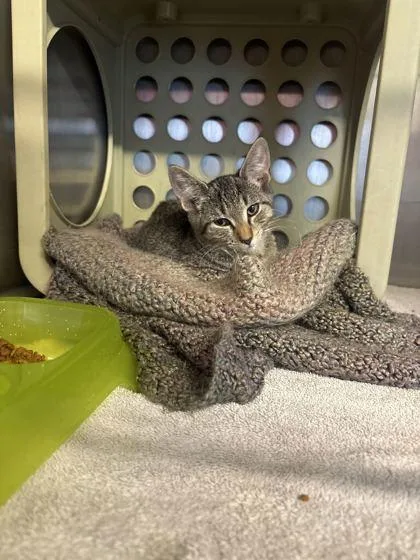A young medium-sized male Domestic Short Hair cat named Woogy for adoption in Lafayette, IN