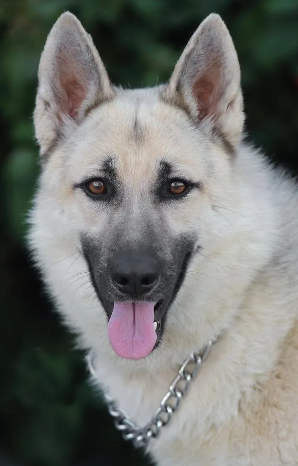 A young large-sized female Black German Shepherd Dog dog named Coco Von Chamerau for adoption in Los Angeles, CA