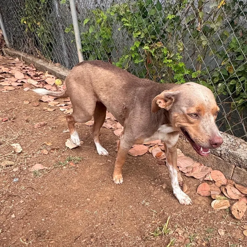An adult small-sized female Apricot / Beige Mixed Breed dog named Nala for adoption in Vieques, PR