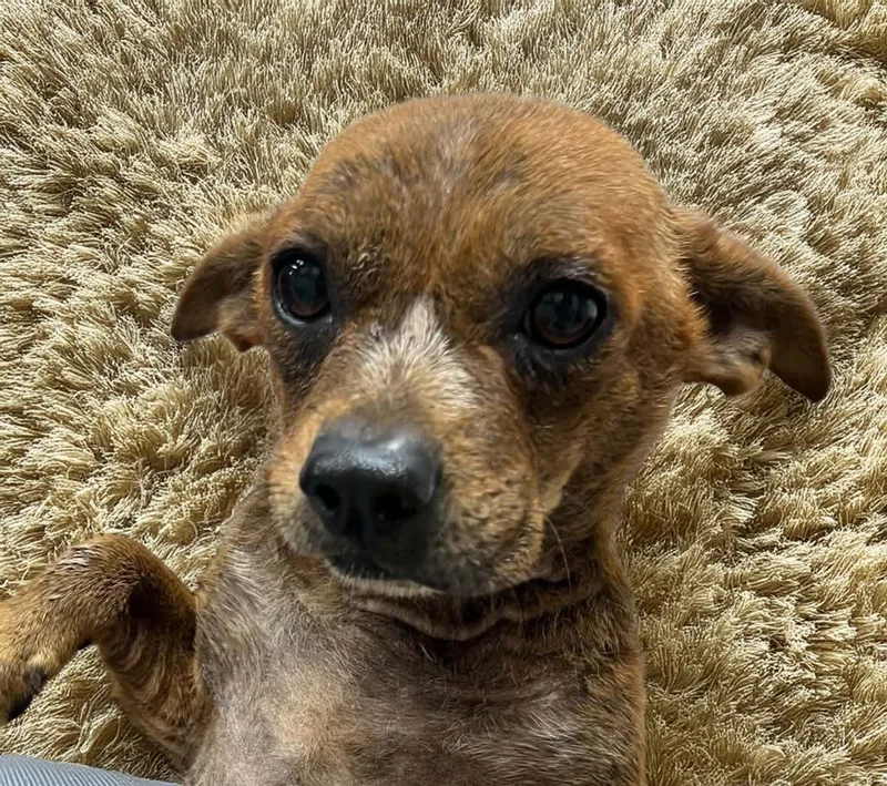 An adult small-sized male Terrier dog named Biscotti for adoption in Lavonia, GA