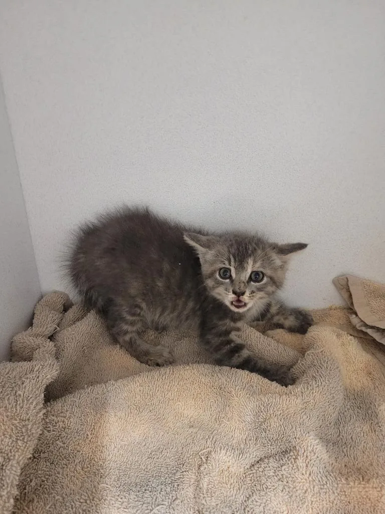 A young small-sized female Abyssinian cat named Toni for adoption in Huntsville, TX
