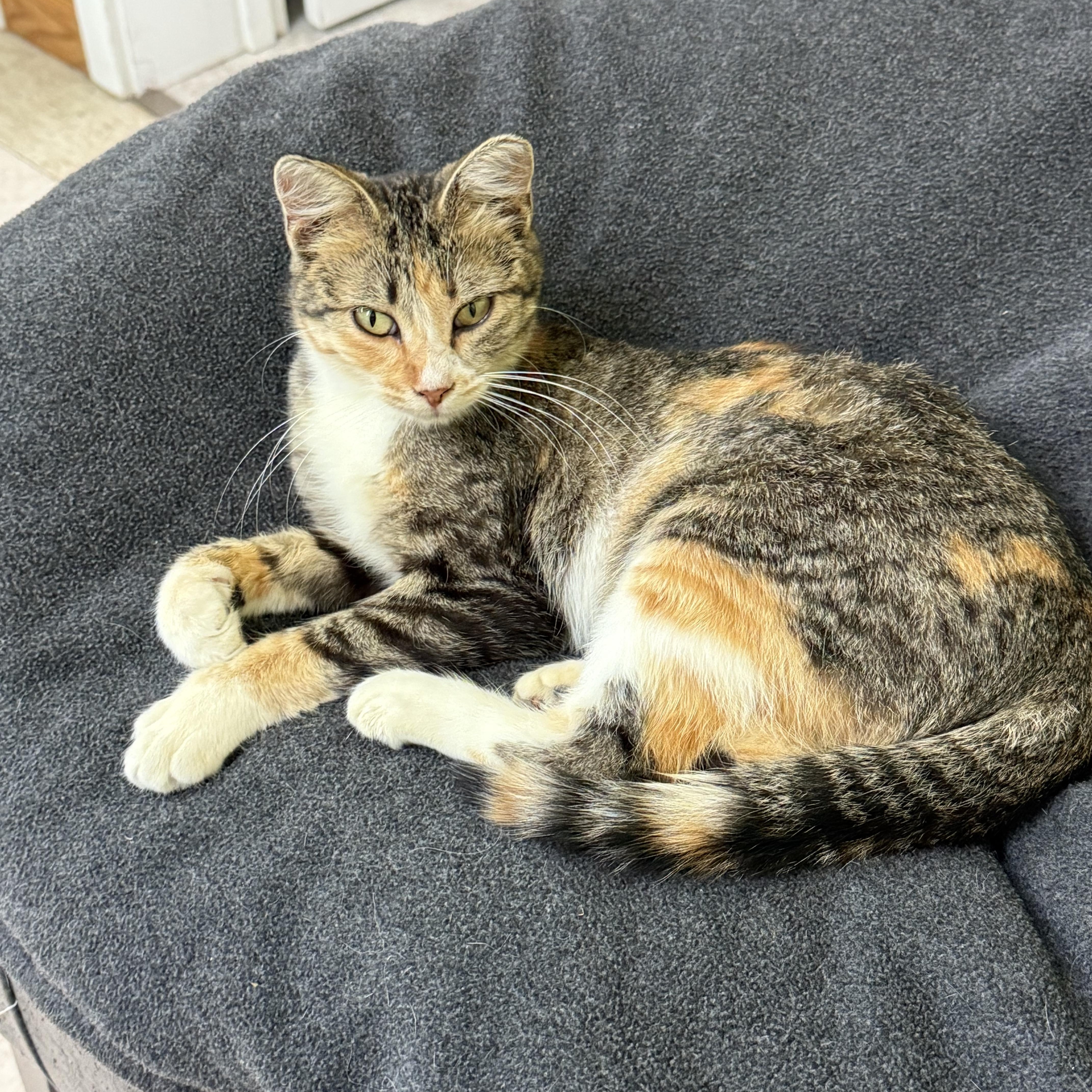 A young medium-sized female Calico Domestic Short Hair cat named Ladybug for adoption in Jamestown, ND