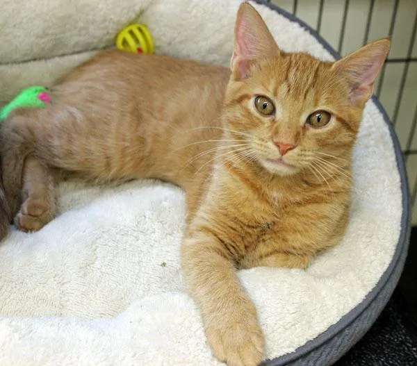 A baby small-sized female Domestic Short Hair cat named Jeanette for adoption in Mansfield, MA