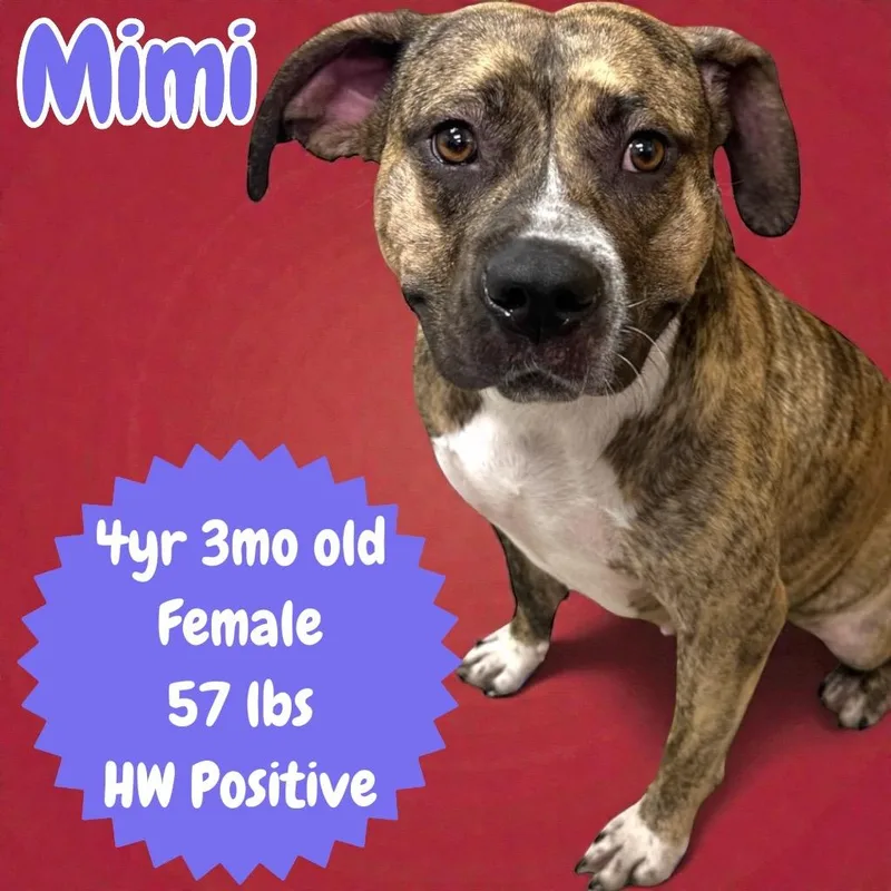 Mimi thumbnail 3