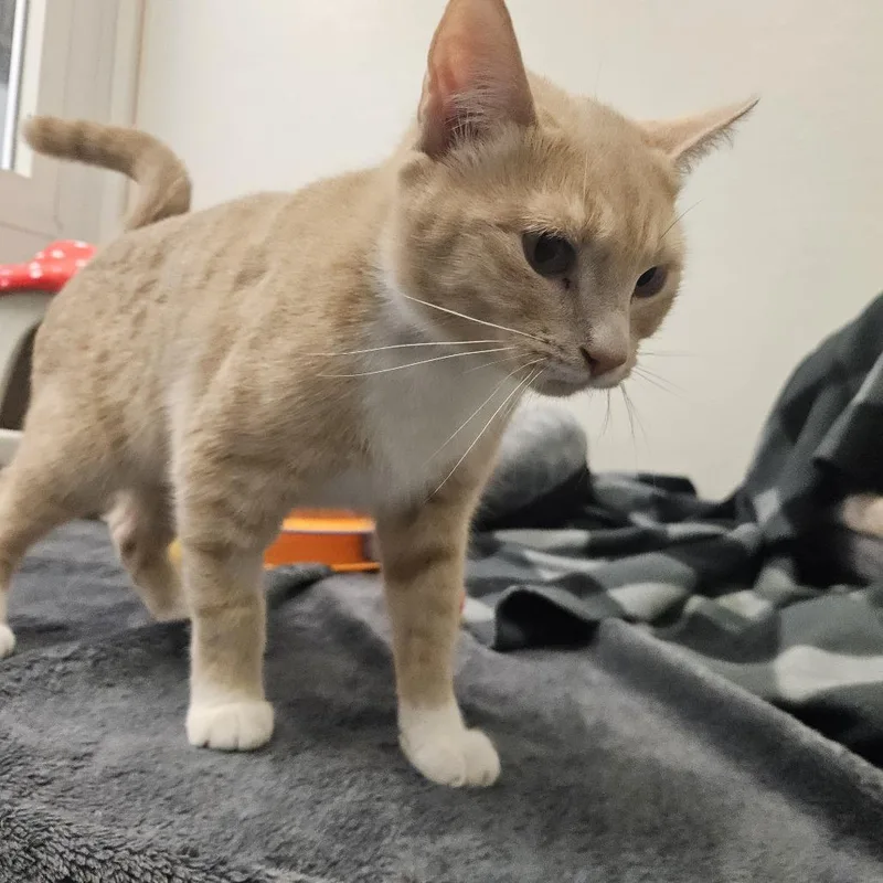 An adult medium-sized female Orange / Red Domestic Short Hair cat named Rhea for adoption in Conway, NH