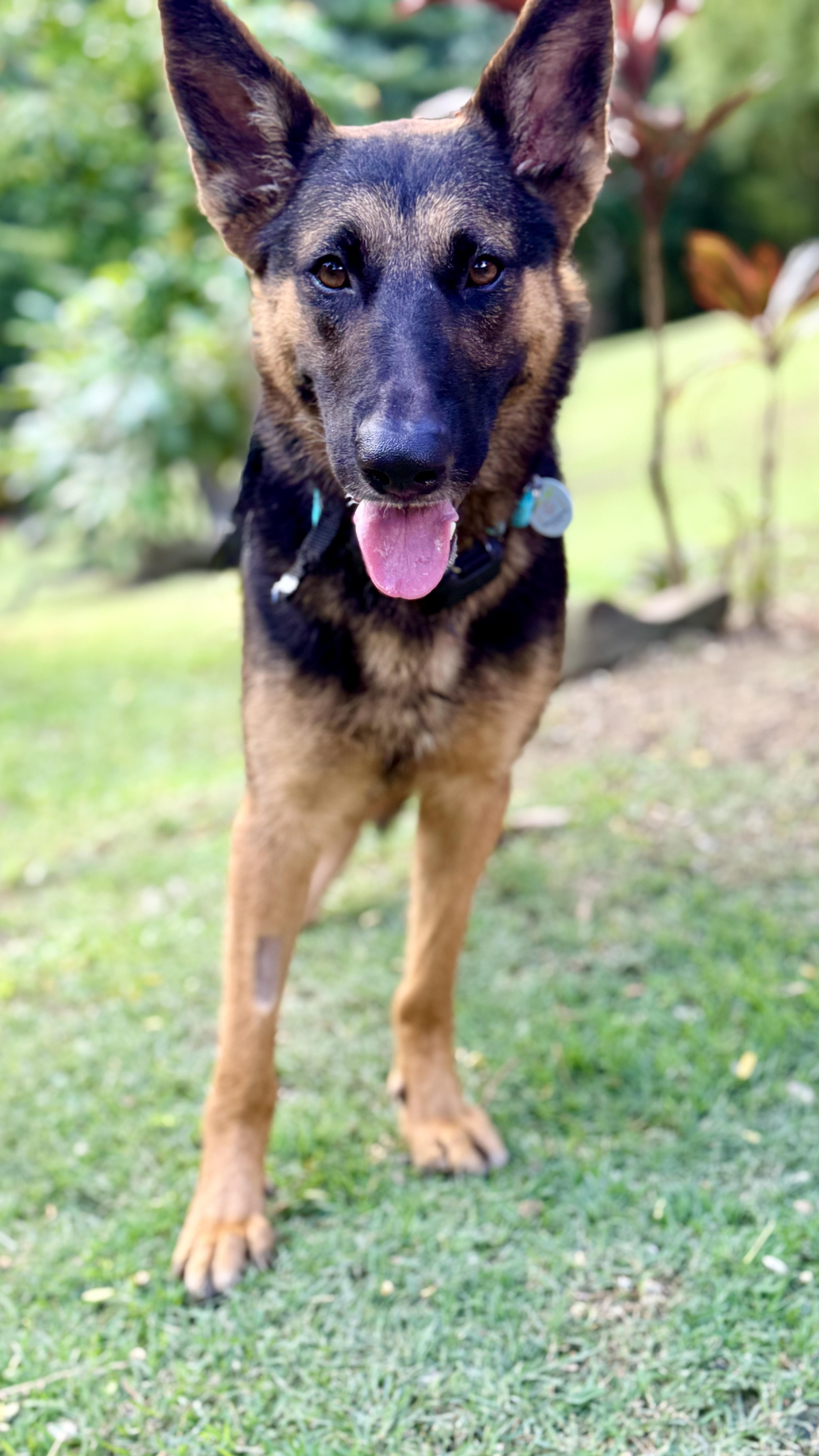 An adult medium-sized female German Shepherd Dog dog named Agatha a gentle gem for adoption in Lake Forest, IL