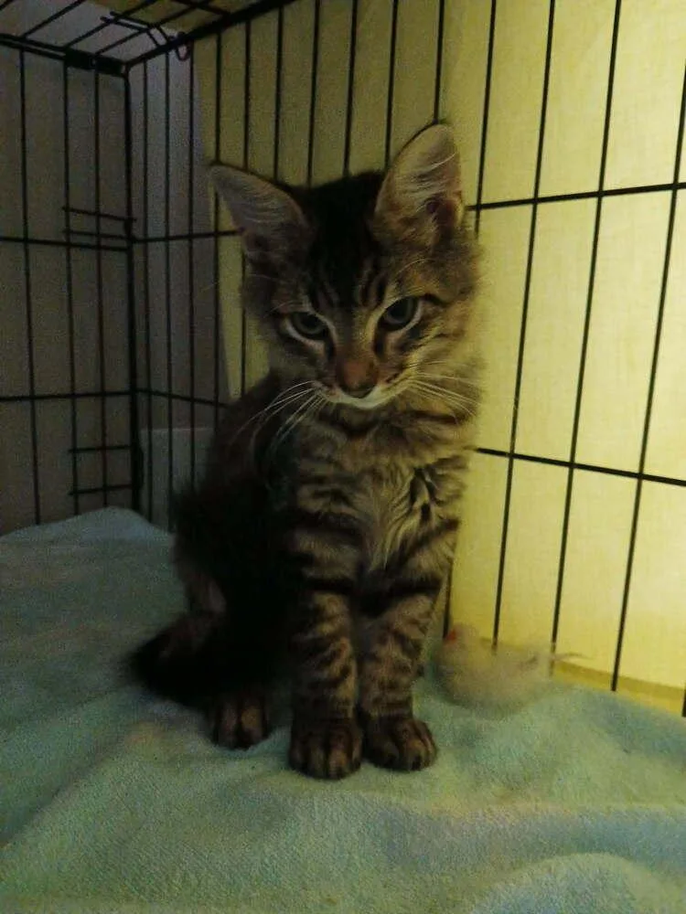 A baby small-sized male Domestic Short Hair cat named Avery for adoption in Orlando, FL