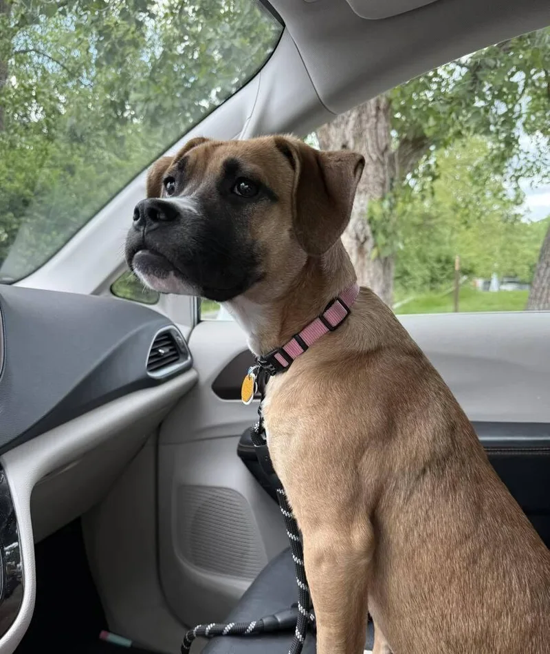 A baby large-sized female Mixed Breed dog named Cocoa for adoption in New Albany, OH