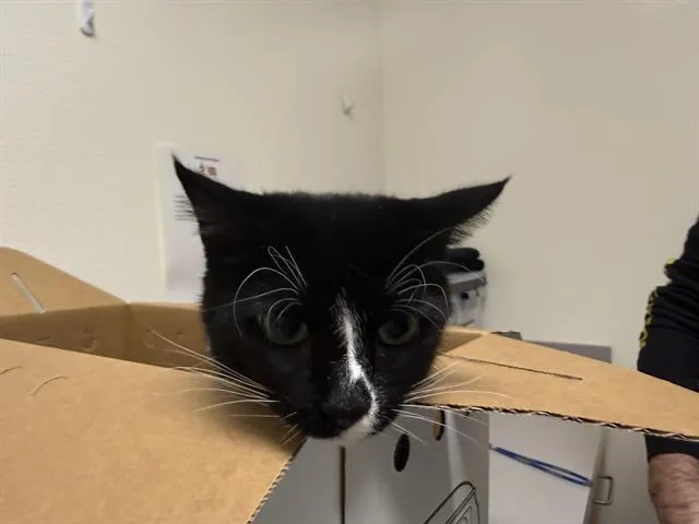 An adult medium-sized male Domestic Short Hair cat named Boots for adoption in Auburn, CA