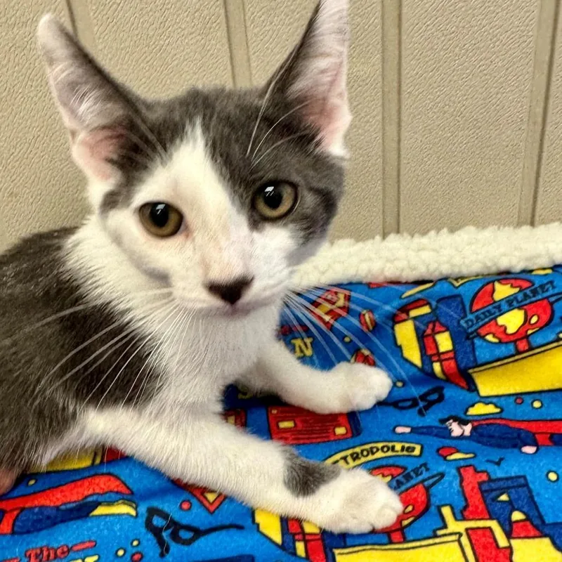 A baby small-sized male Gray / Blue / Silver Domestic Short Hair cat named Marve for adoption in Hawthorne, CA
