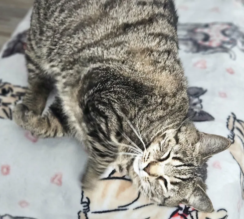 A young medium-sized female Tabby (Brown / Chocolate) Domestic Short Hair cat named Merri for adoption in Rochester, NY