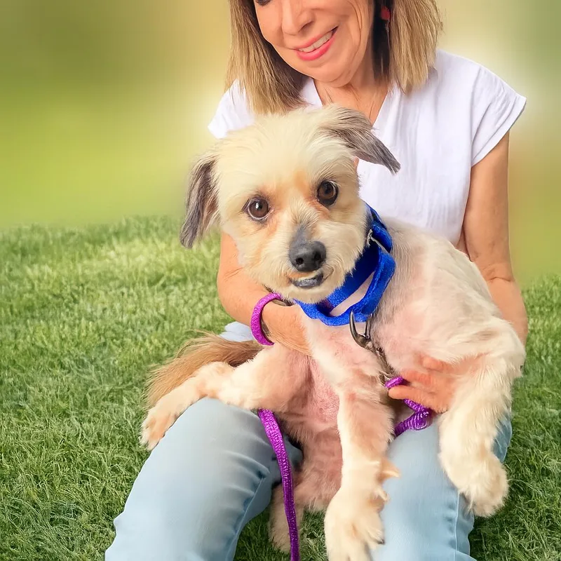 A young small-sized male White / Cream Havanese dog named Cory for adoption in POTOMAC, MD