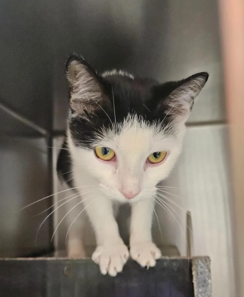 A baby medium-sized female Domestic Short Hair cat named Grove for adoption in Mocksville, NC