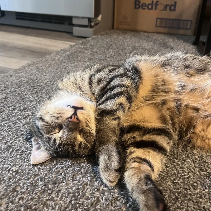 A young medium-sized male Domestic Short Hair cat named Goose for adoption in Milwaukee, WI