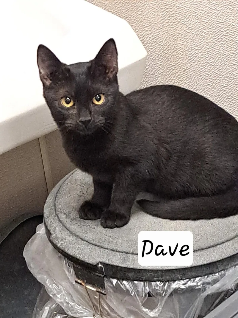 A baby medium-sized male Black Domestic Short Hair cat named DaveC for adoption in Greenville, DE