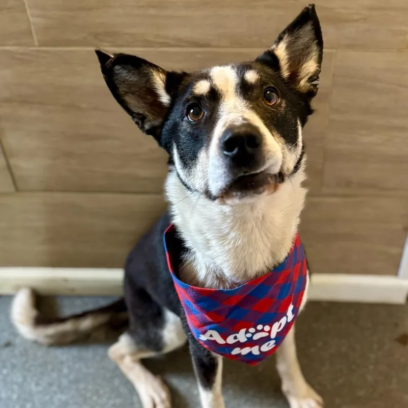 An adult medium-sized male Black Border Collie dog named Pythagoras for adoption in Metamora, MI