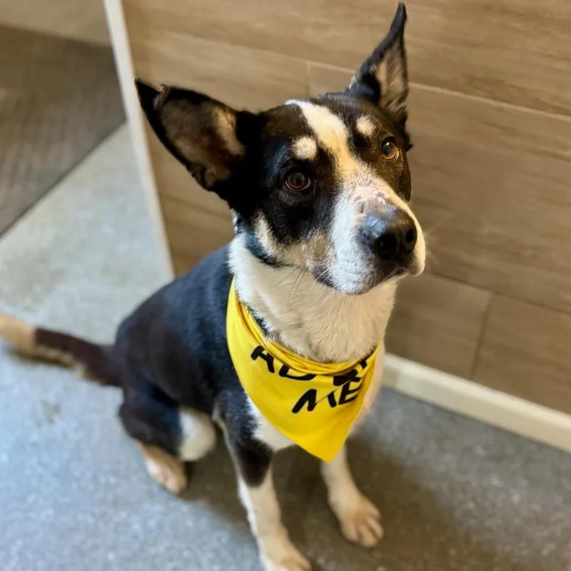 Pythagoras thumbnail 2