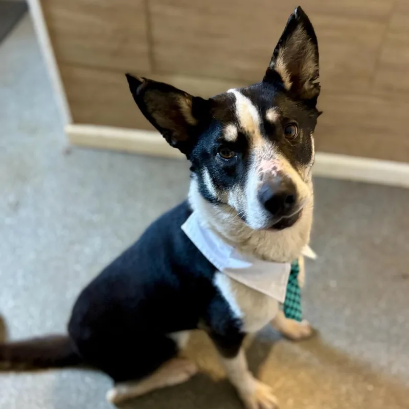 Pythagoras thumbnail 3