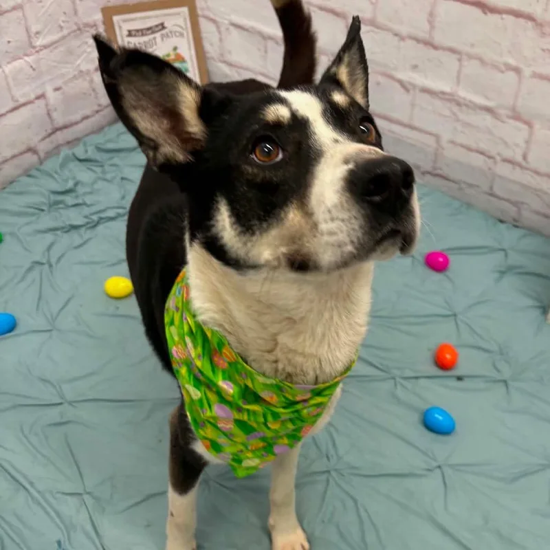 Pythagoras thumbnail 5