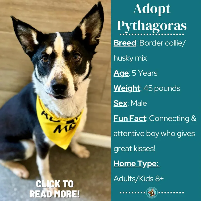 Pythagoras thumbnail 6