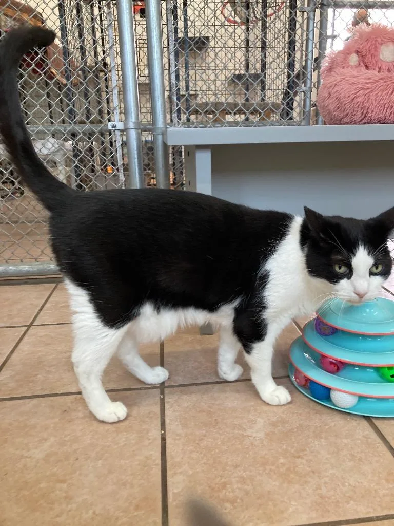 A senior medium-sized male Domestic Short Hair cat named Little Bootsie for adoption in Peoria, AZ